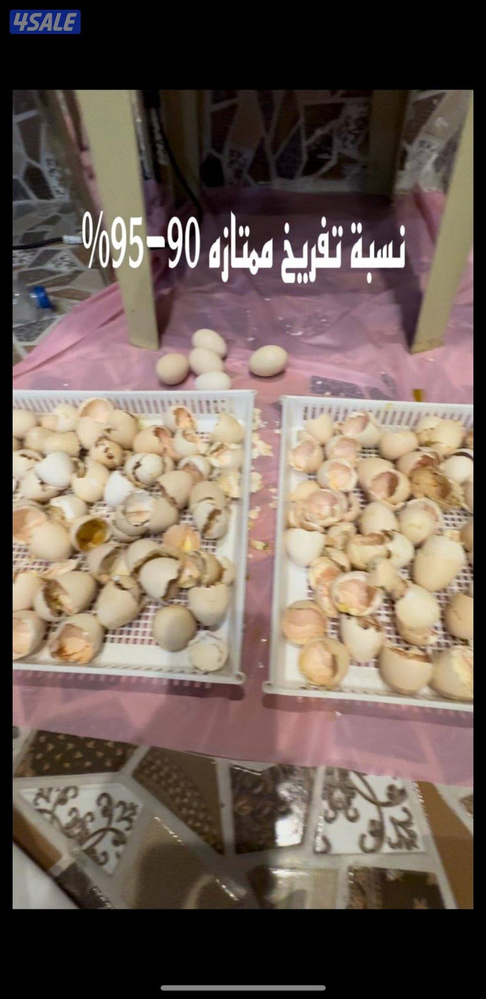 للبيع بيض عربي قديم ترثة ملقح للفقاسات مستويات صعبة جدا14