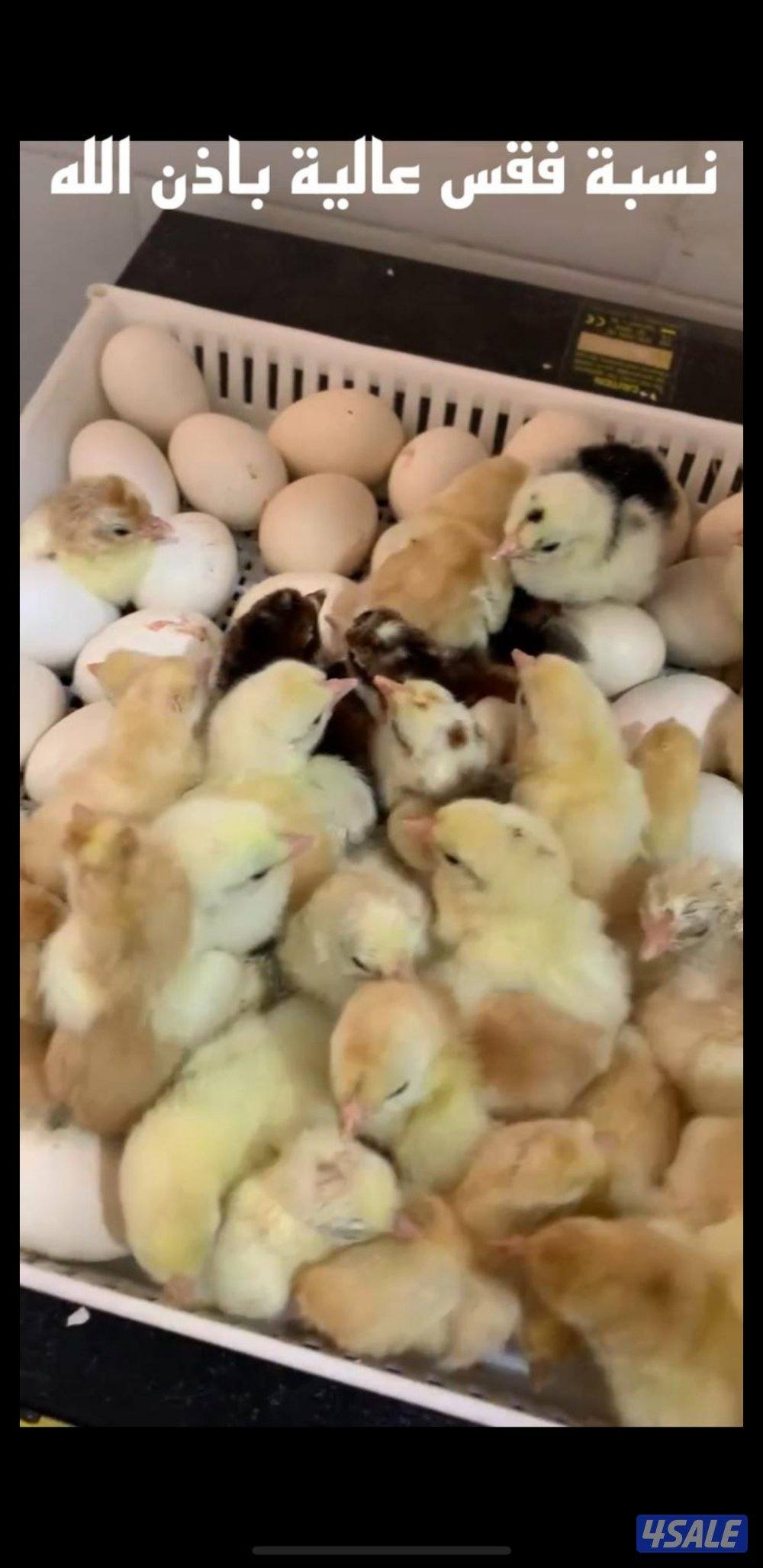 للبيع بيض عربي قديم ترثة ملقح للفقاسات مستويات صعبة جدا15