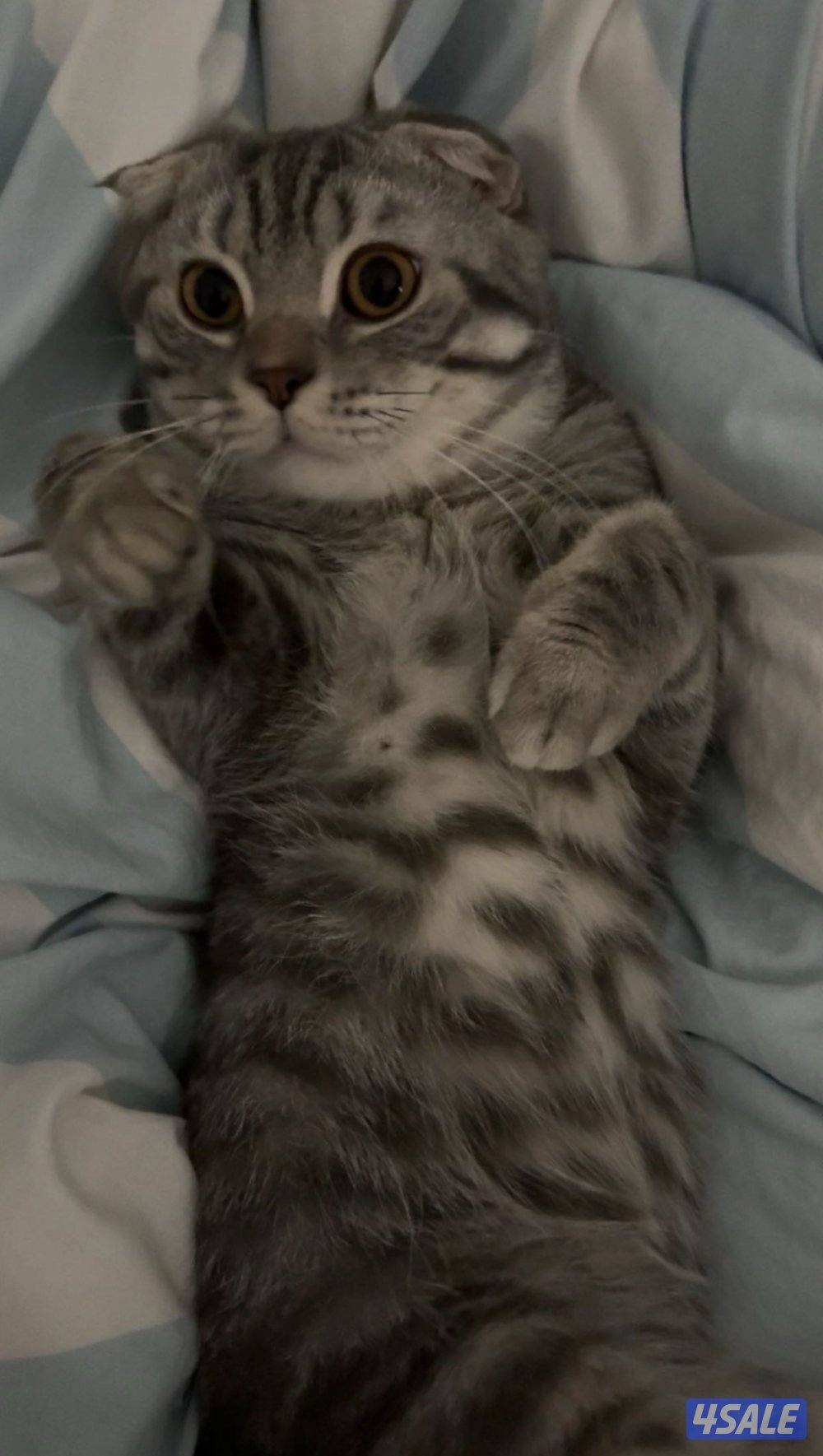 للتبني ب اسرع وقت،ذكر،عمره سنة وشي تقريبا،معقم0