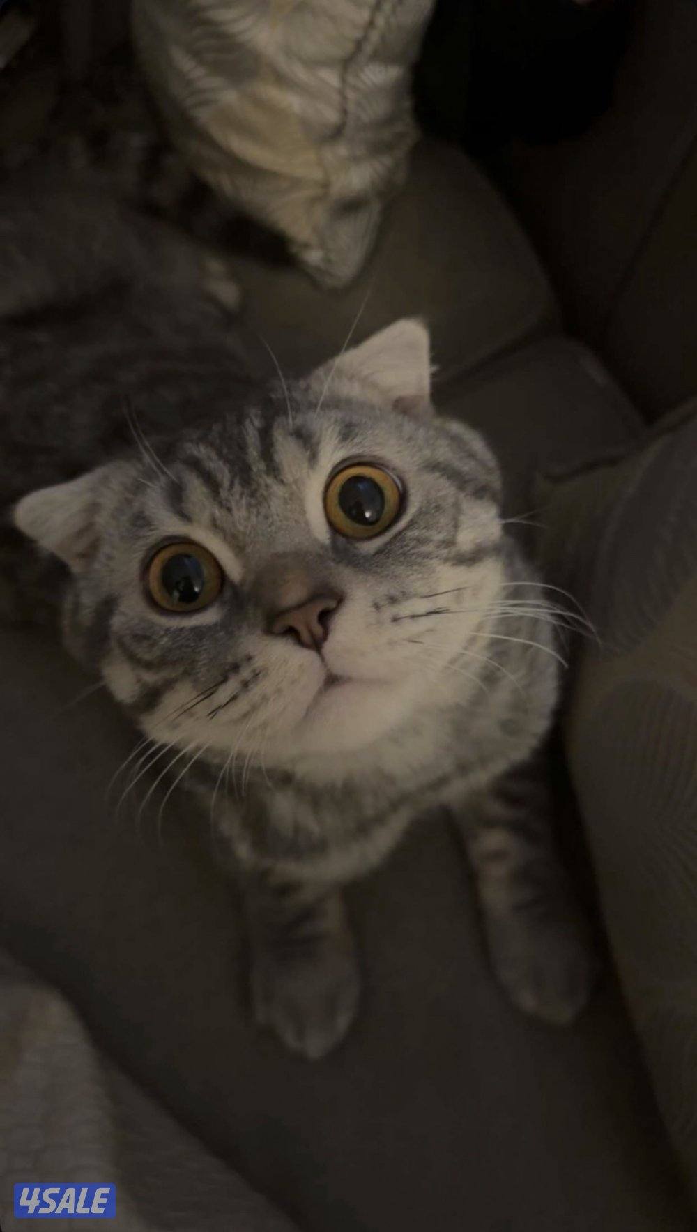 للتبني ب اسرع وقت،ذكر،عمره سنة وشي تقريبا،معقم1