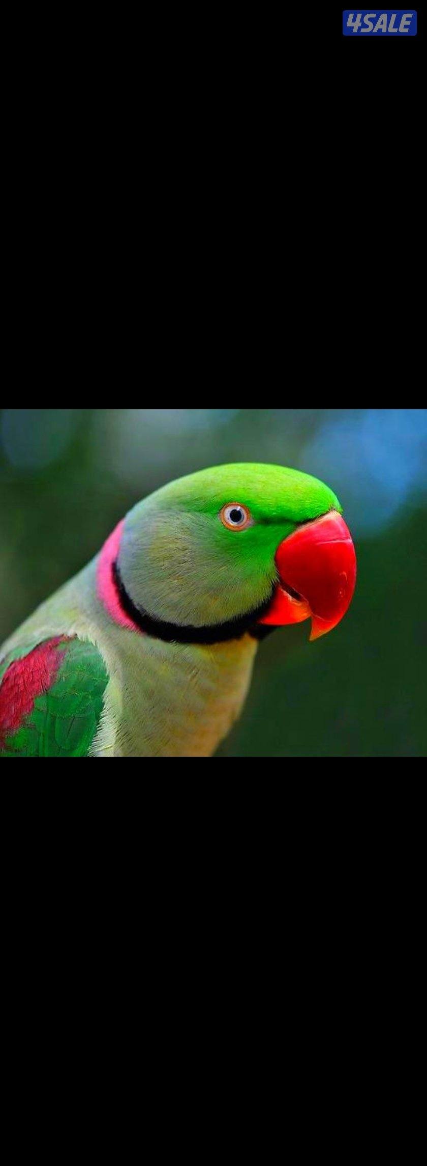 مطلوب أزواج بيبي متوه نيبالي شرط منتجين0