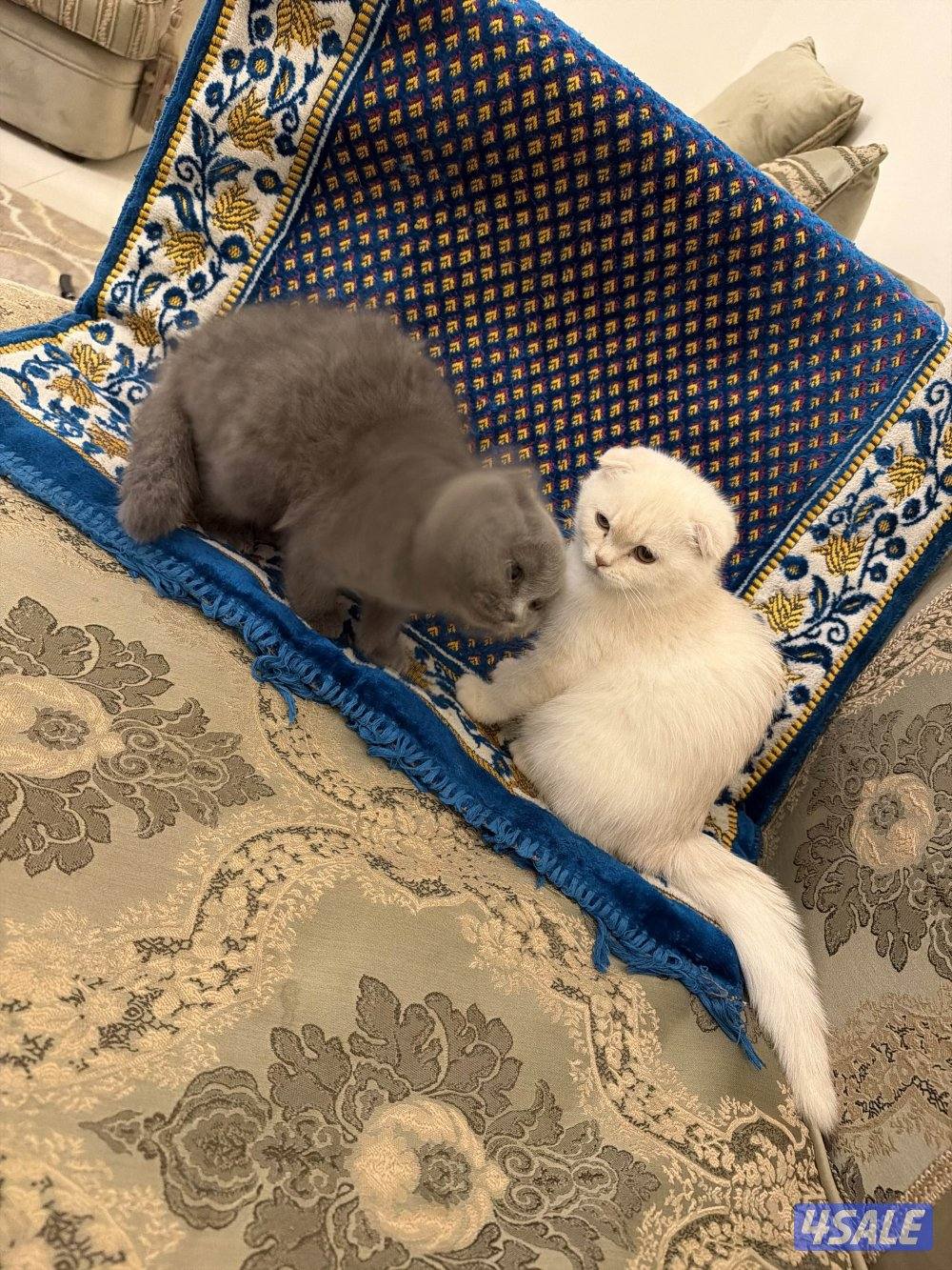 للبيع سكوتش العمرشهرين ونص0