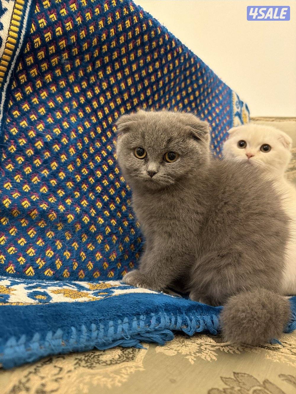 للبيع سكوتش العمرشهرين ونص1