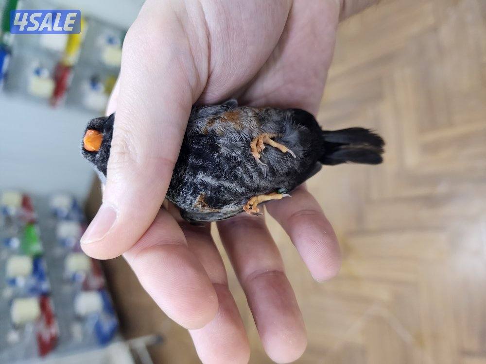 ازواج شاركول0