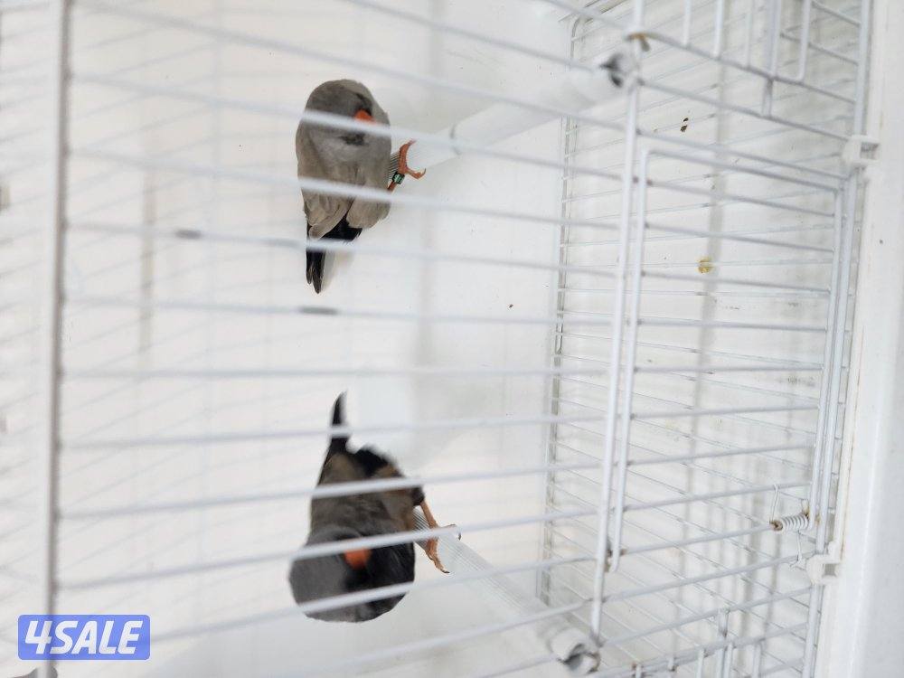 ازواج شاركول1