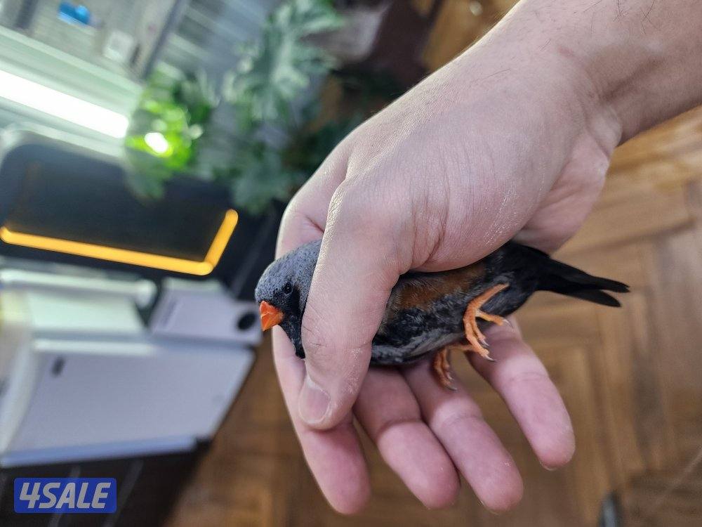 ازواج شاركول2