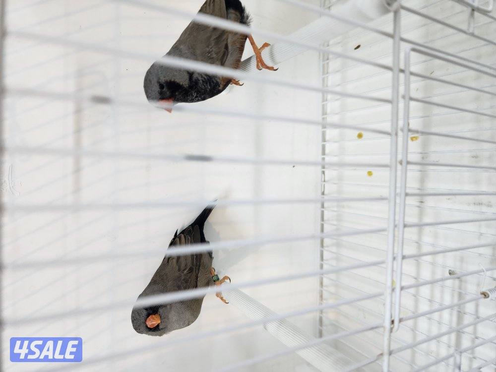 ازواج شاركول3