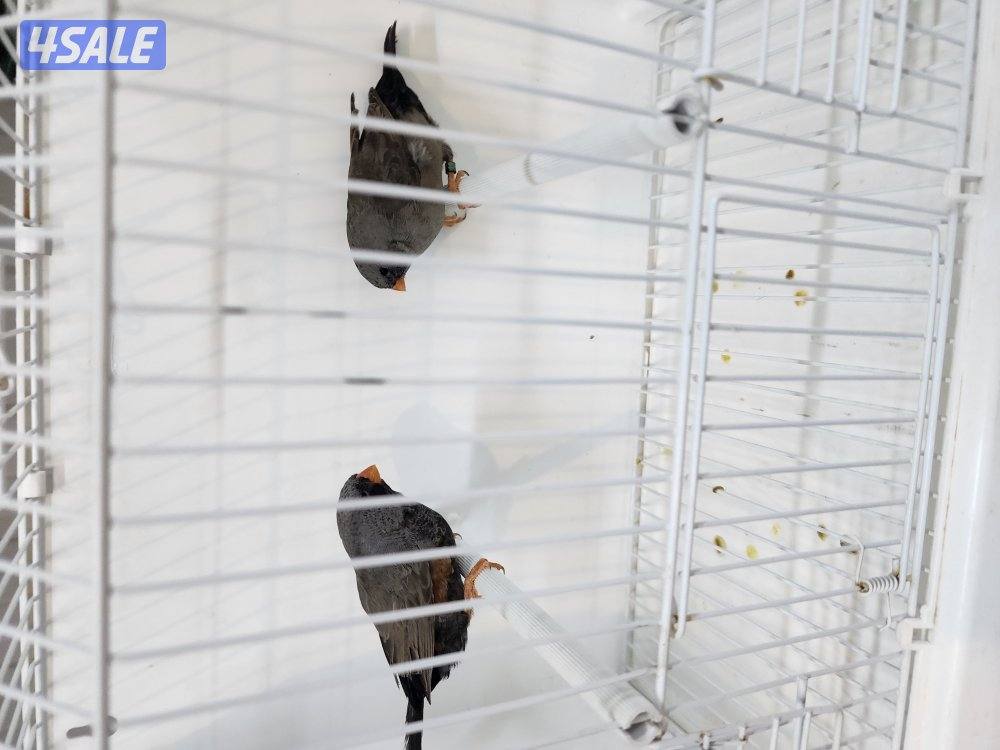 ازواج شاركول5