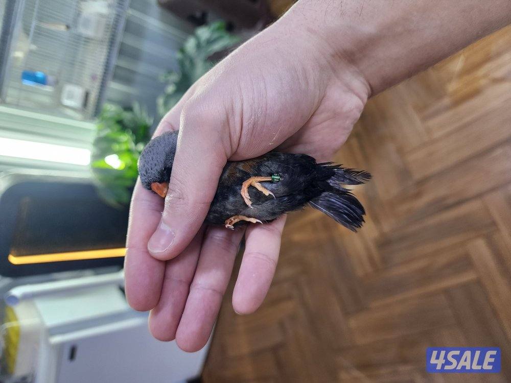 ازواج شاركول4