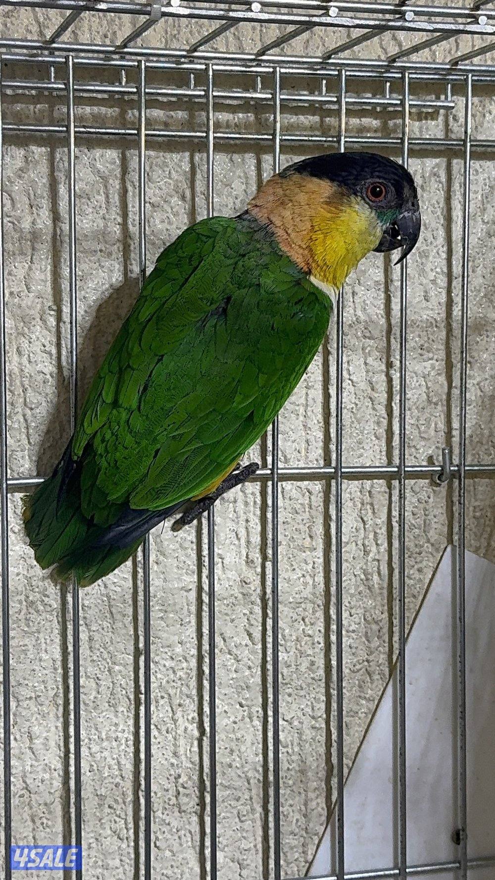 أزواج كايك بلاد هدد مع الشهايد1