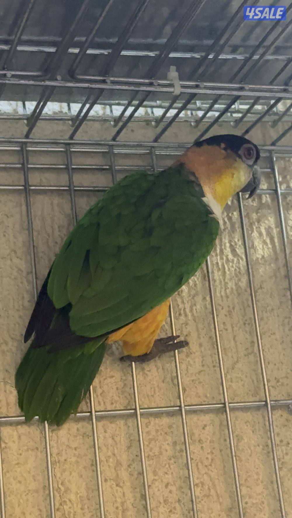 أزواج كايك بلاد هدد مع الشهايد2