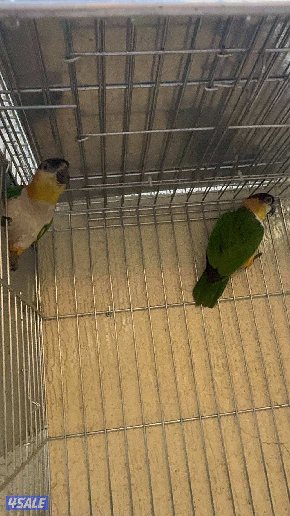 أزواج كايك بلاد هدد مع الشهايد3