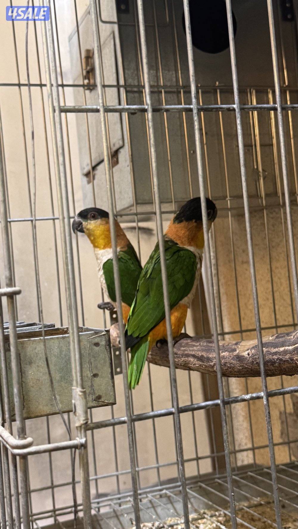 أزواج كايك بلاد هدد مع الشهايد4