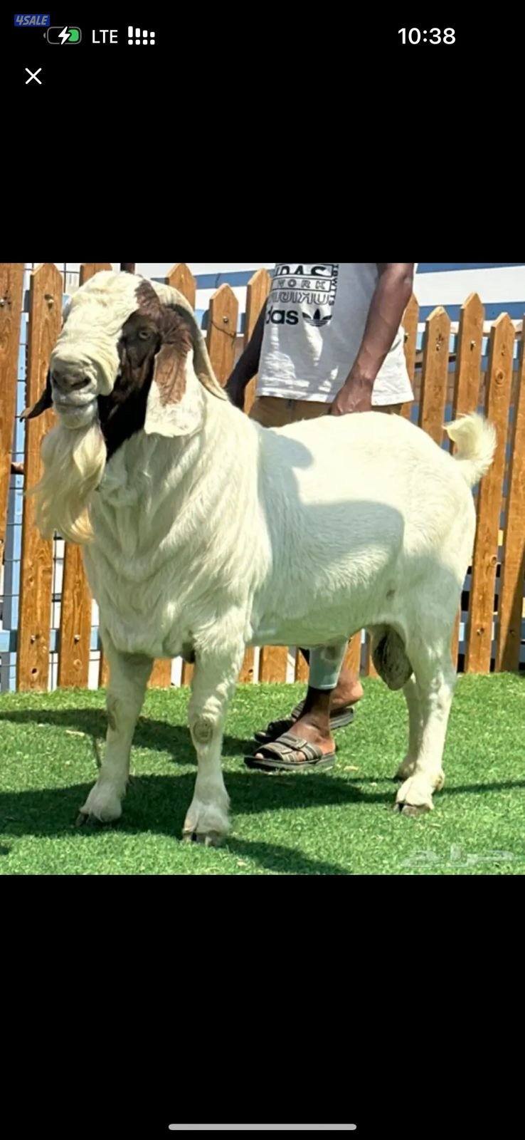 Boer goat0
