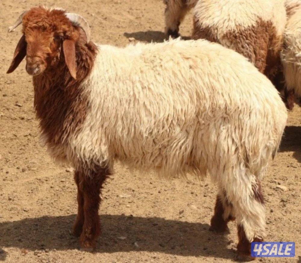 راعي سوداني له خبره ١٢ سنه0