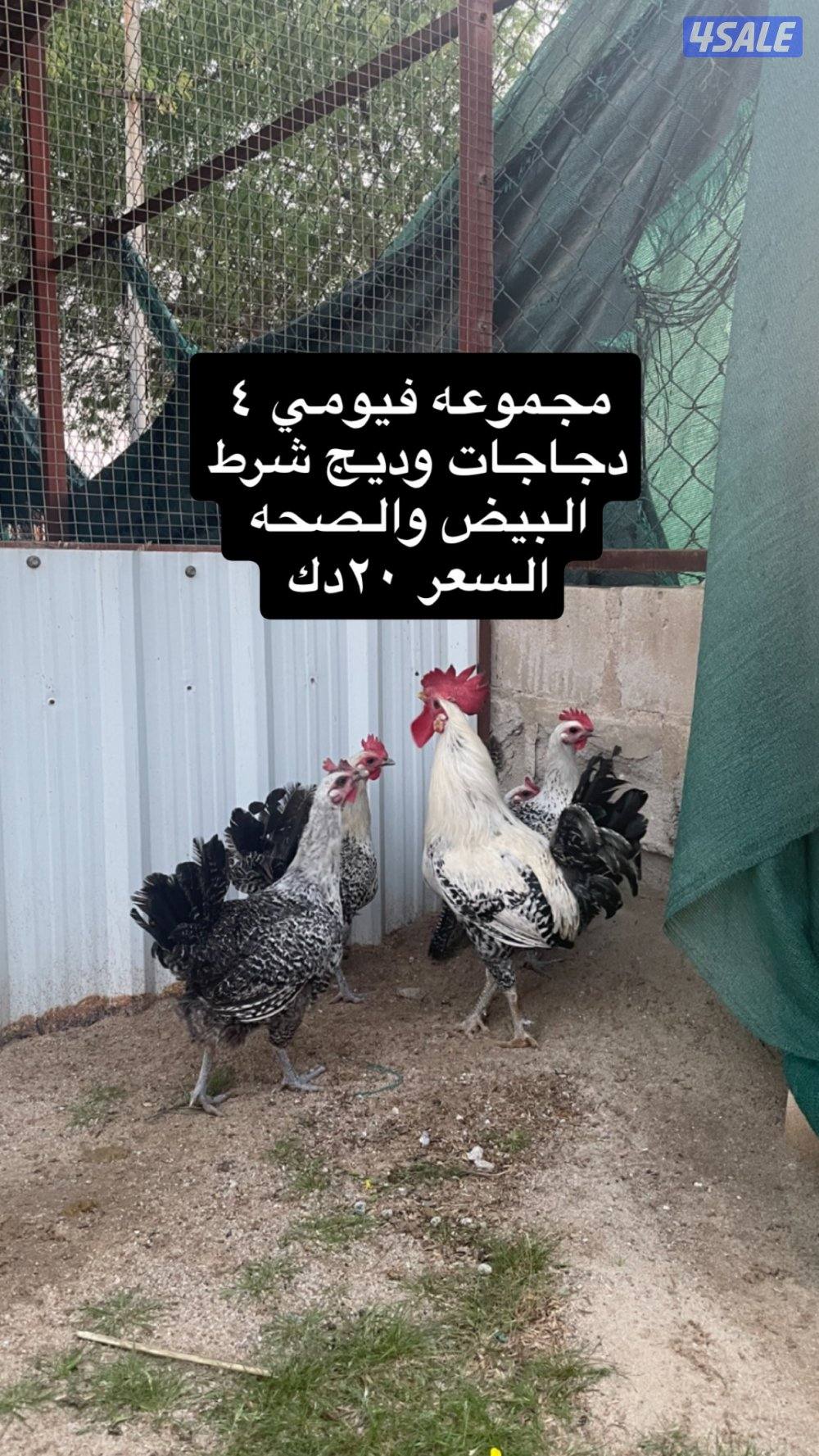مجاميع دجاج0