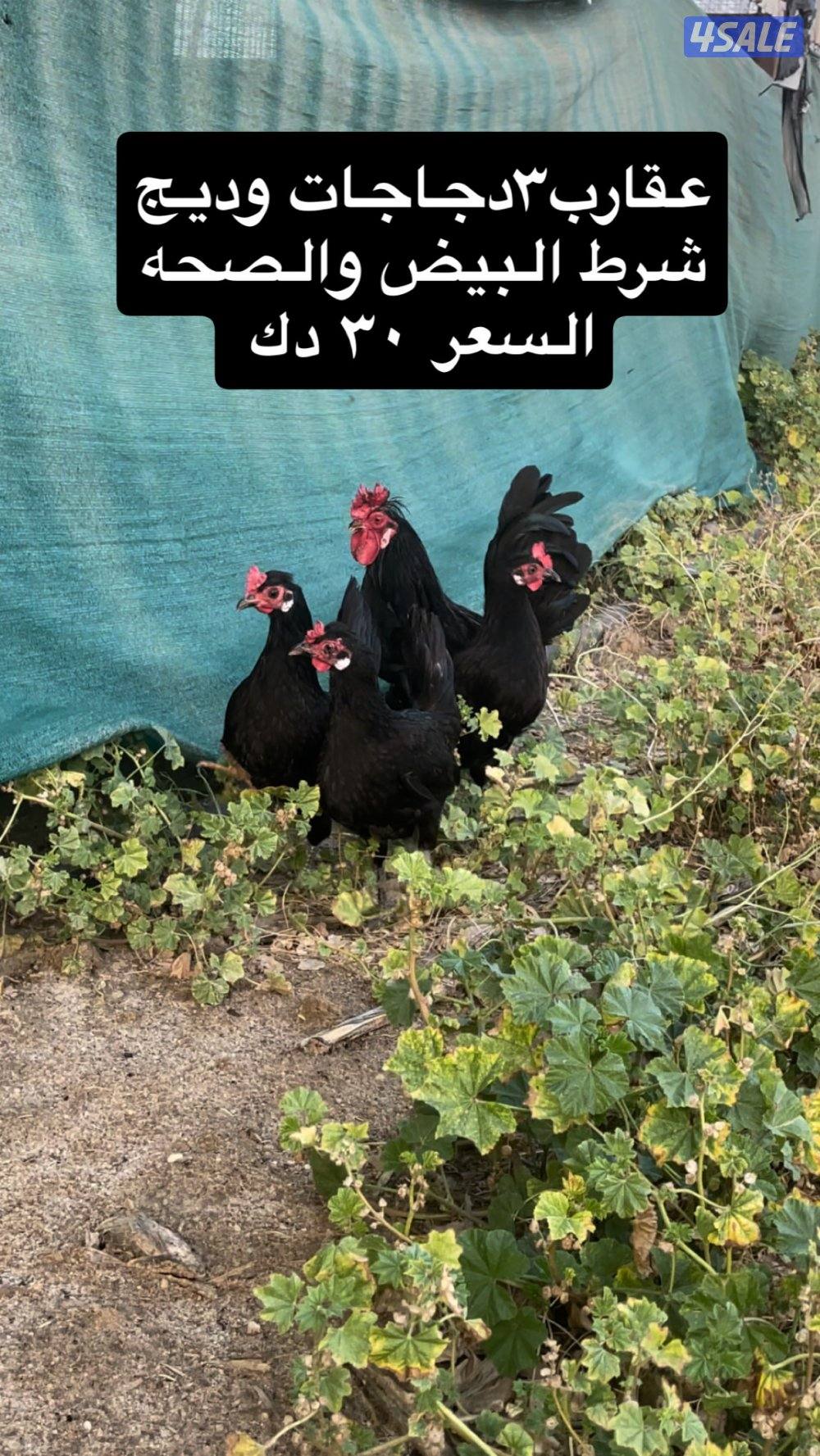 مجاميع دجاج2