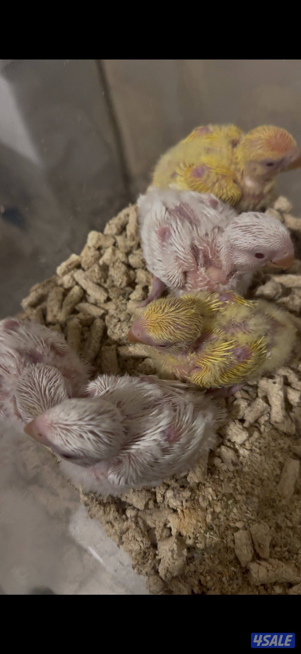 فروخ لوفبيرد عس0