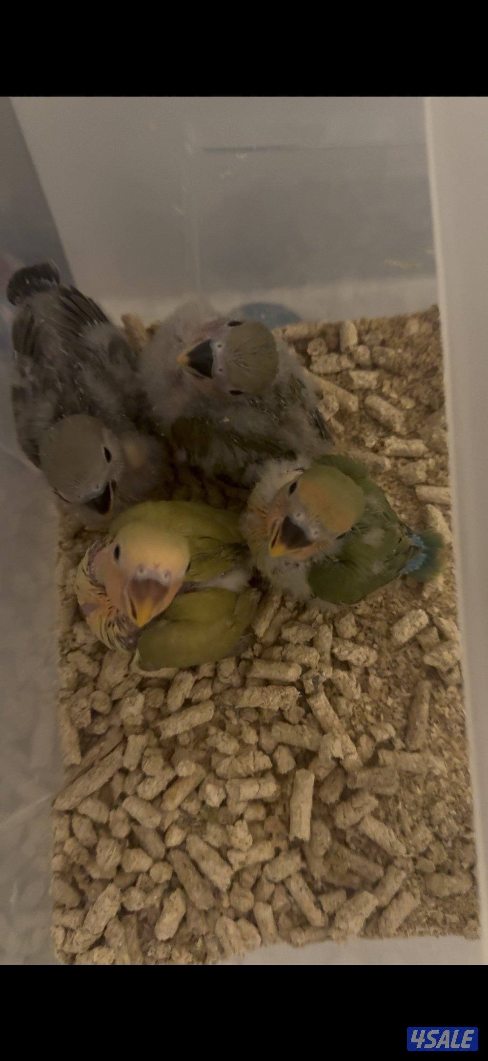 فروخ لوفبيرد عس1