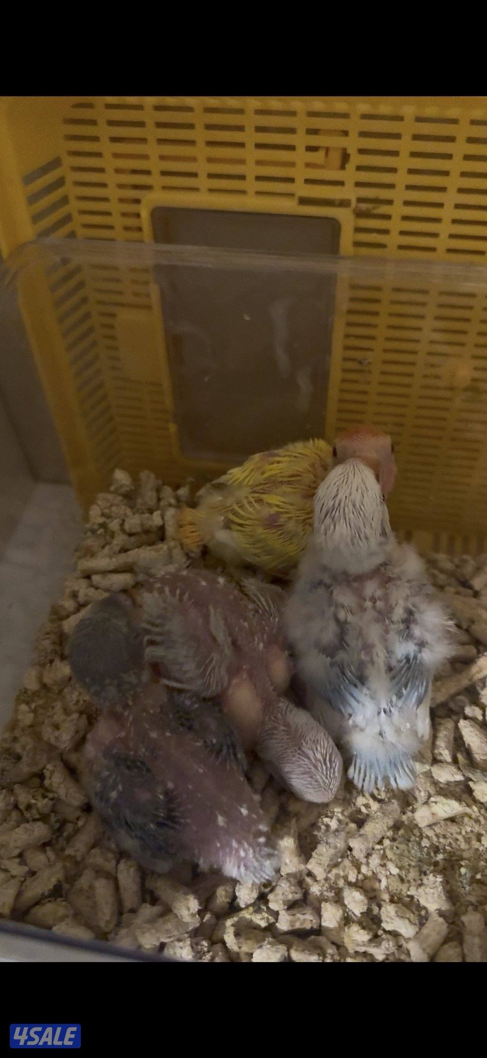 فروخ لوفبيرد عس2