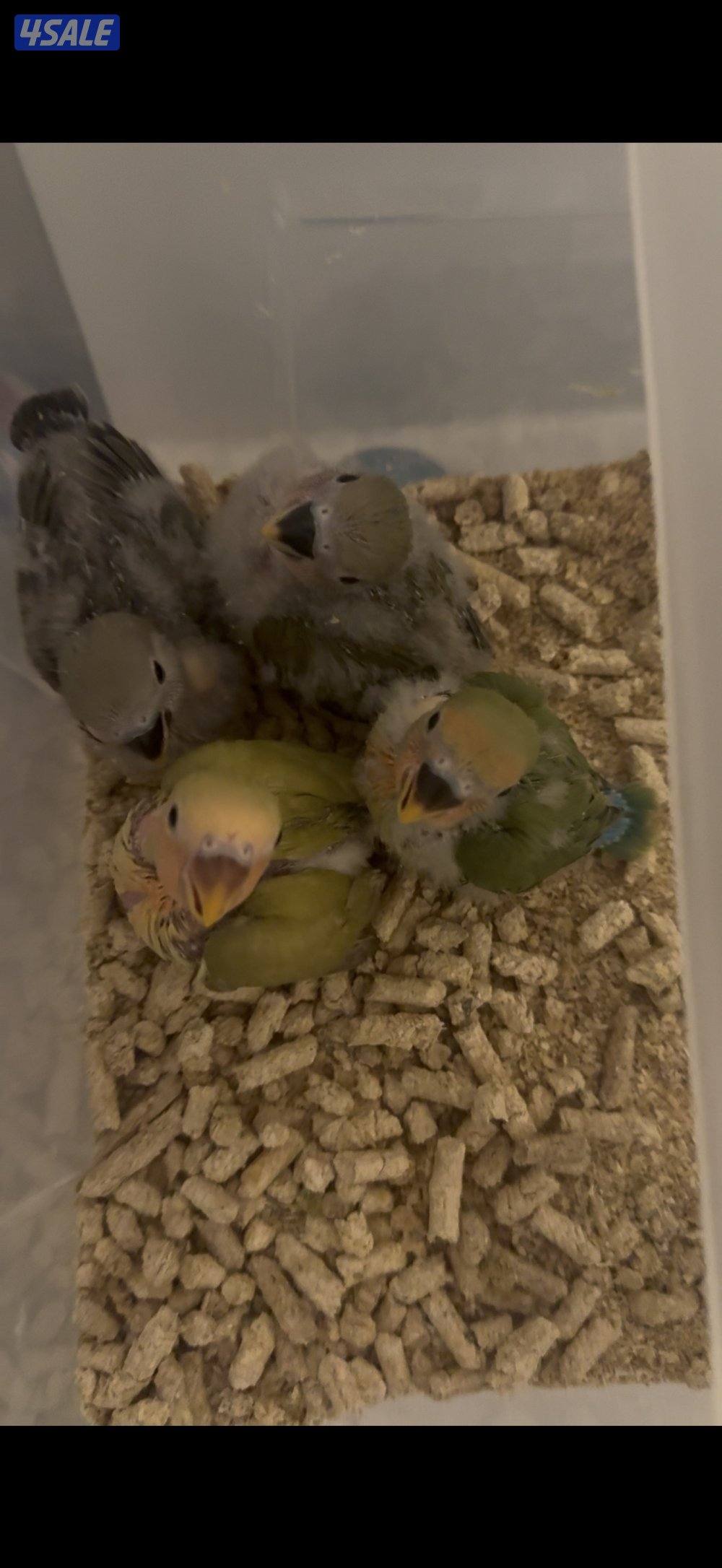 فروخ لوفبيرد عس1