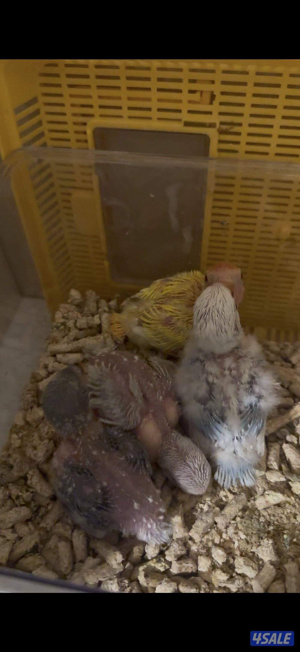 فروخ لوفبيرد عس2