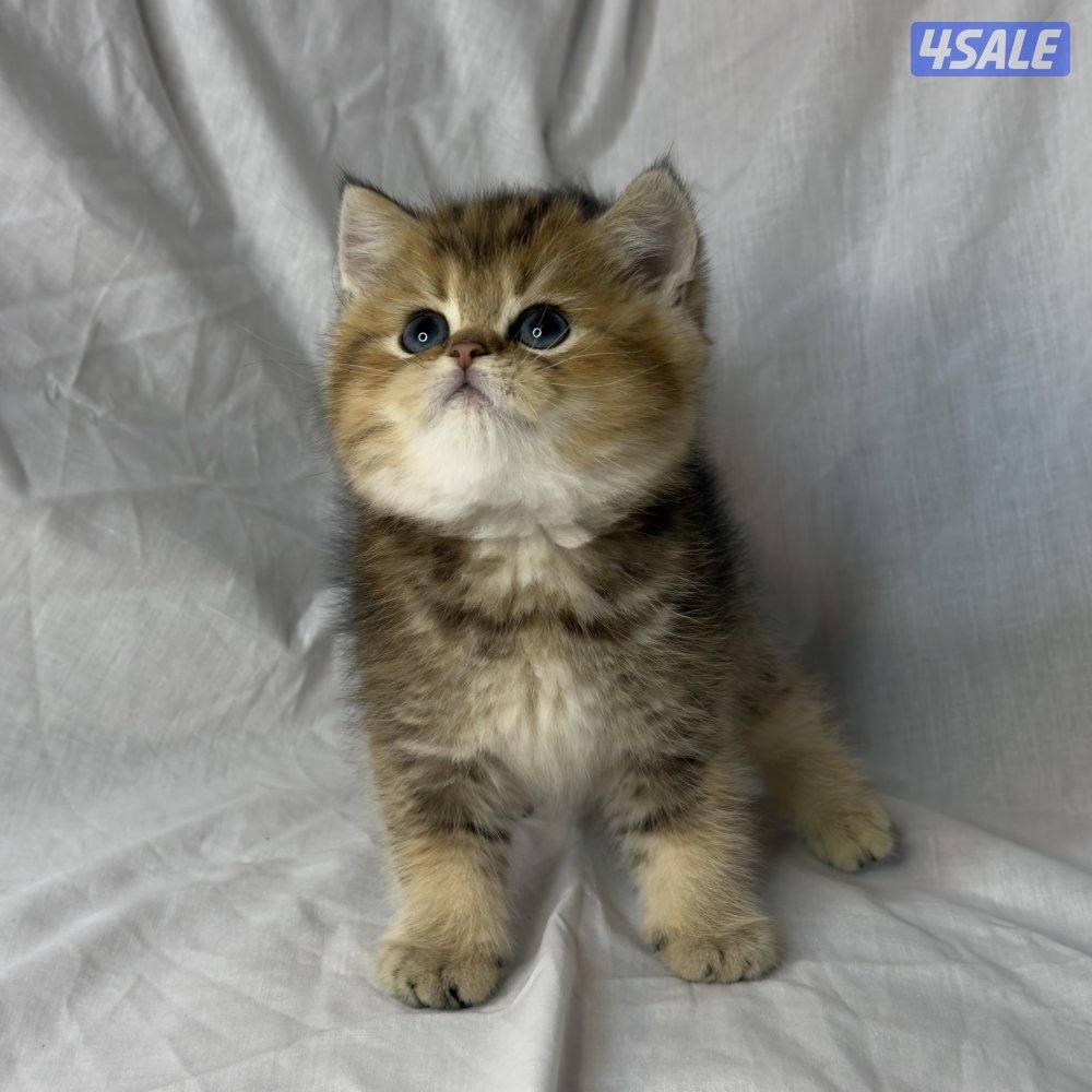 ذكر بريتش NY250