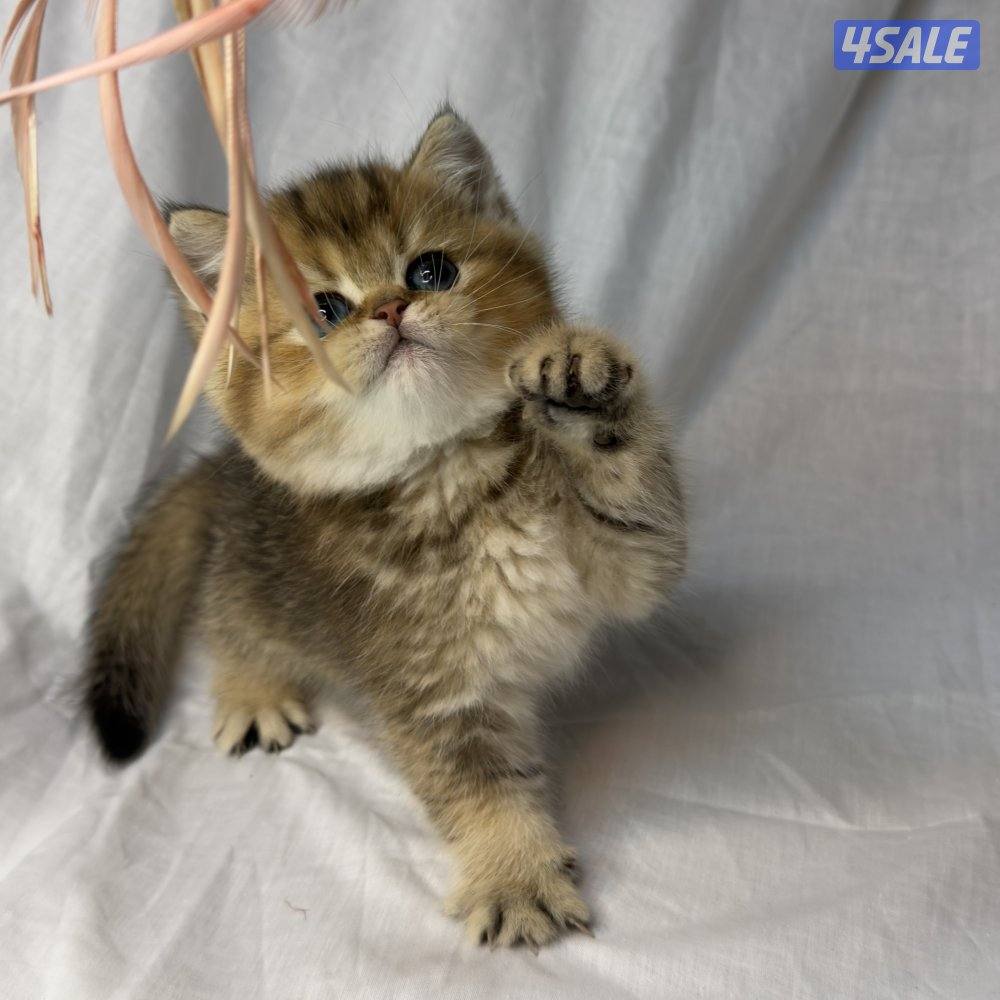 ذكر بريتش NY252