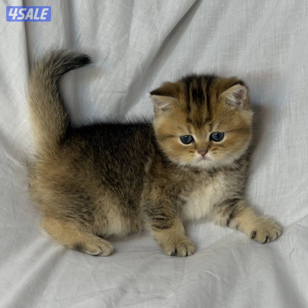 ذكر بريتش NY253