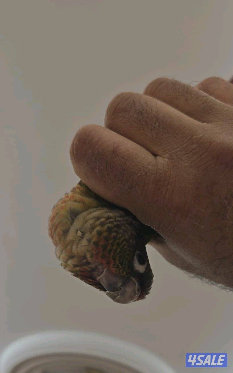 ببغاء كينيور اليف0