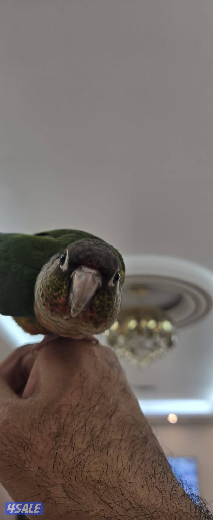 ببغاء كينيور اليف1