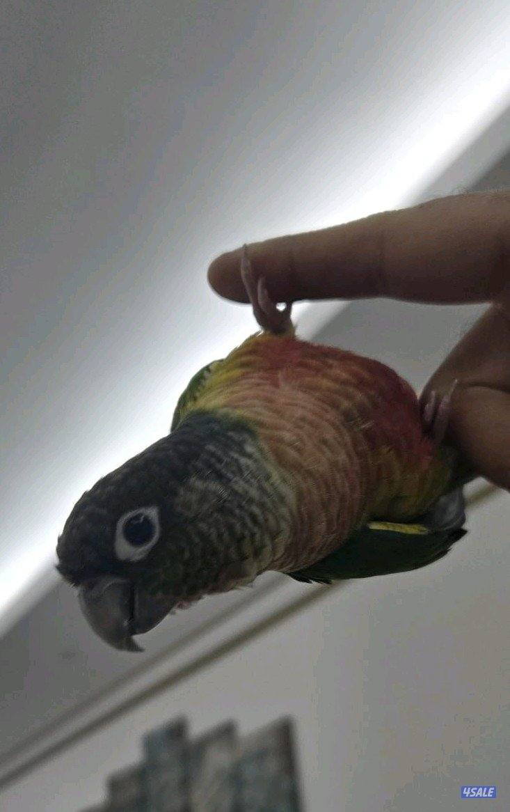 ببغاء كينيور اليف2