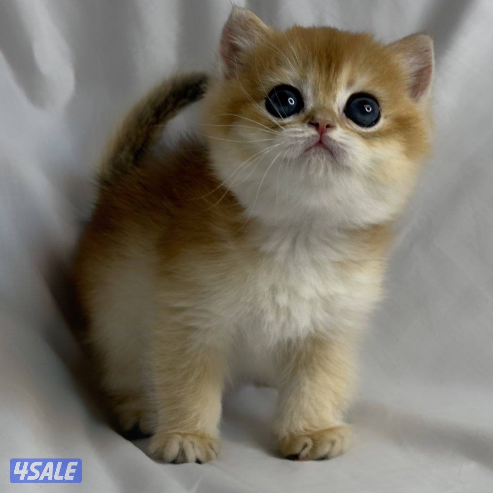 ذكر بريتش NY120