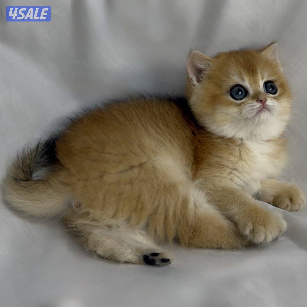 ذكر بريتش NY121