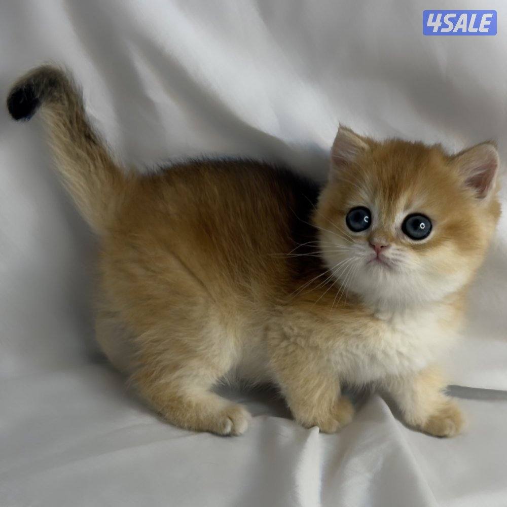 ذكر بريتش NY122