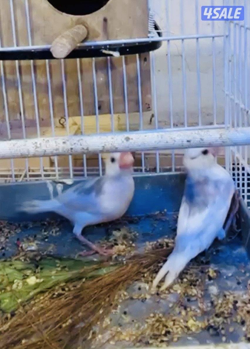 زوج جاوا ذكر و نثيه الوان حلوه0