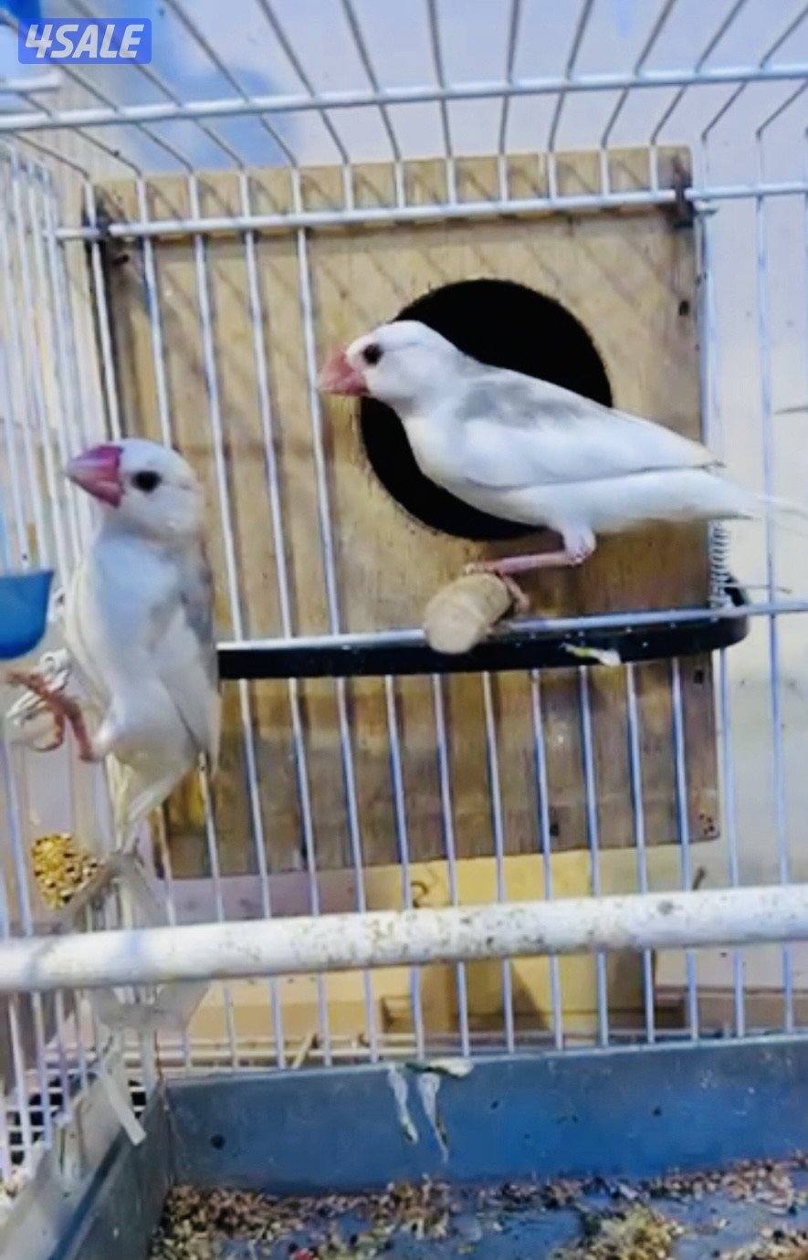 زوج جاوا ذكر و نثيه الوان حلوه2