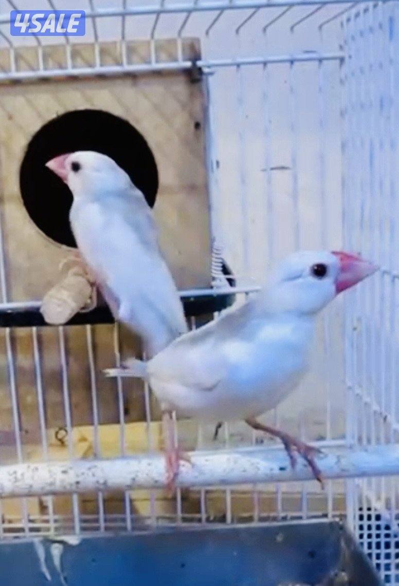 زوج جاوا ذكر و نثيه الوان حلوه1