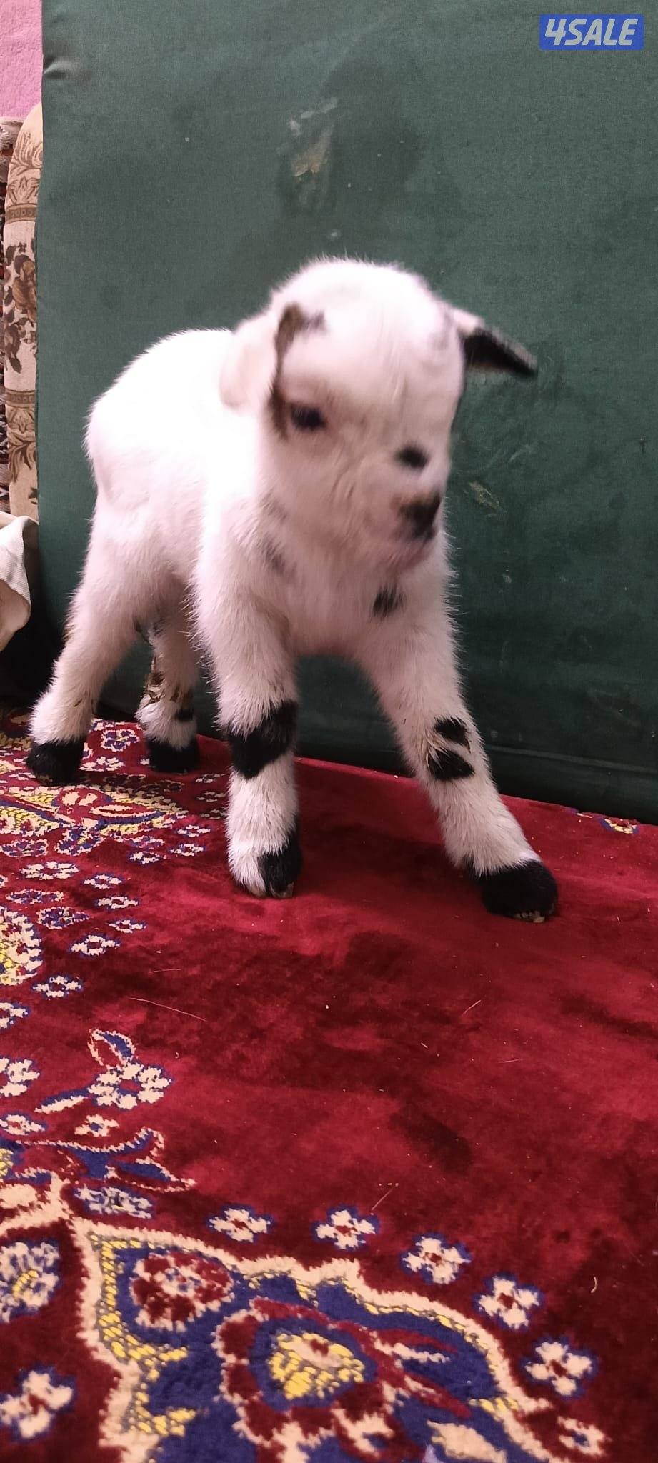 للبيع تيسين جيكي قزام لعبوب و يشربون حليب و الصحه ممتازة0