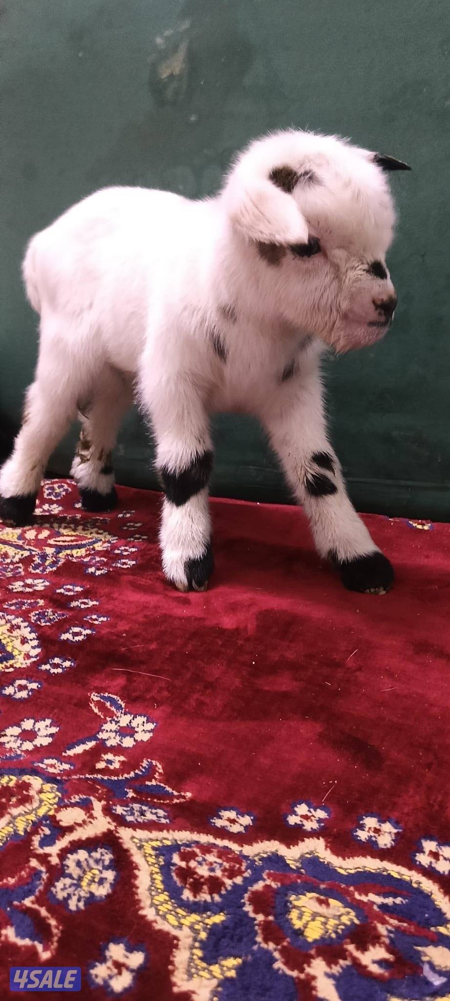 للبيع تيسين جيكي قزام لعبوب و يشربون حليب و الصحه ممتازة1