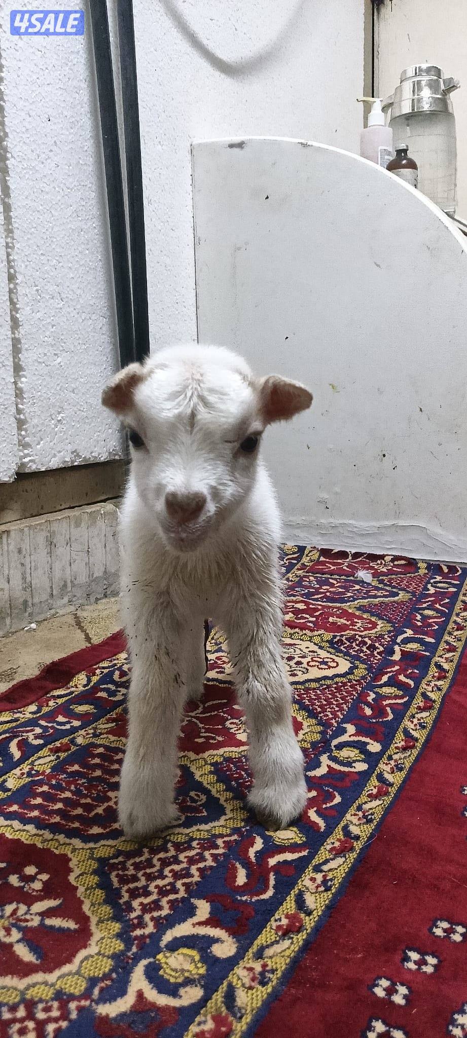 للبيع تيسين جيكي قزام لعبوب و يشربون حليب و الصحه ممتازة3