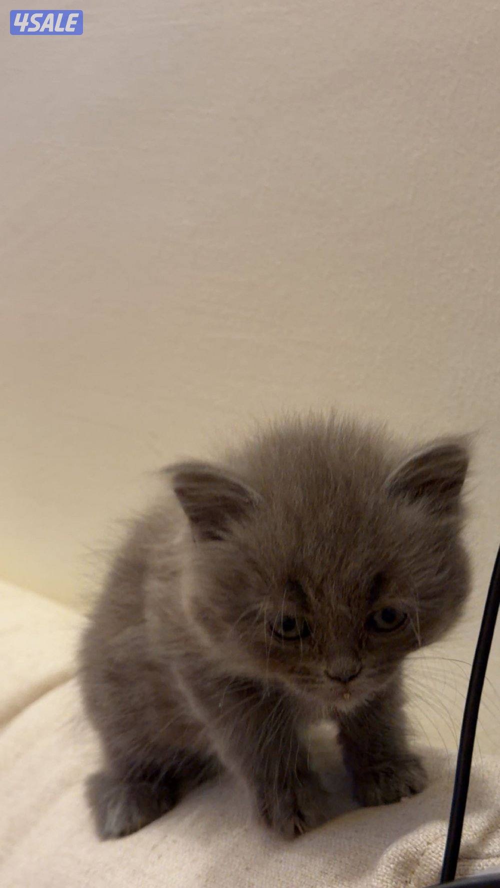 “ whatsapp only “0