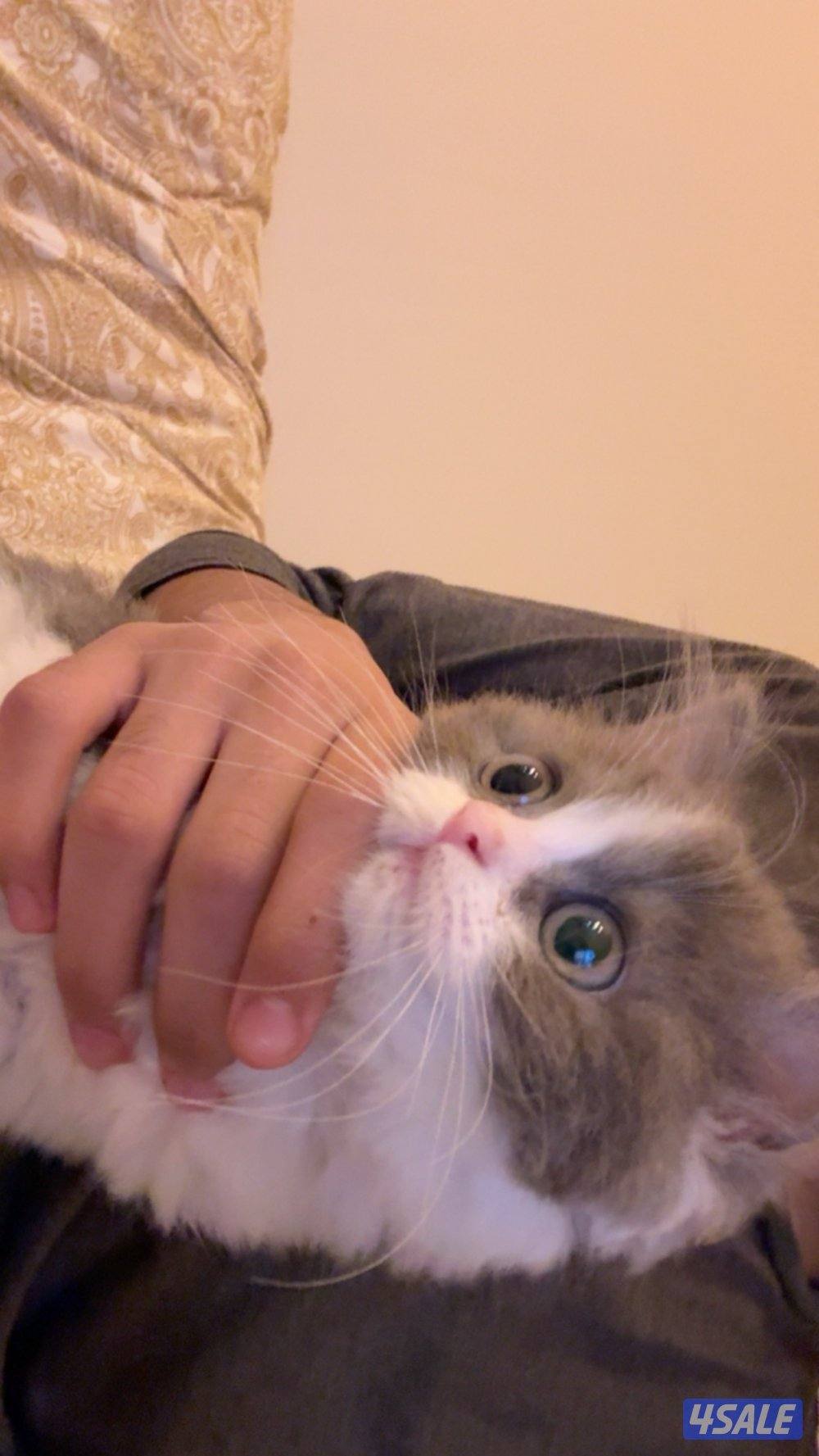 قط مو للتبني ذكر مو مطعم عمره بيوصل شهر1