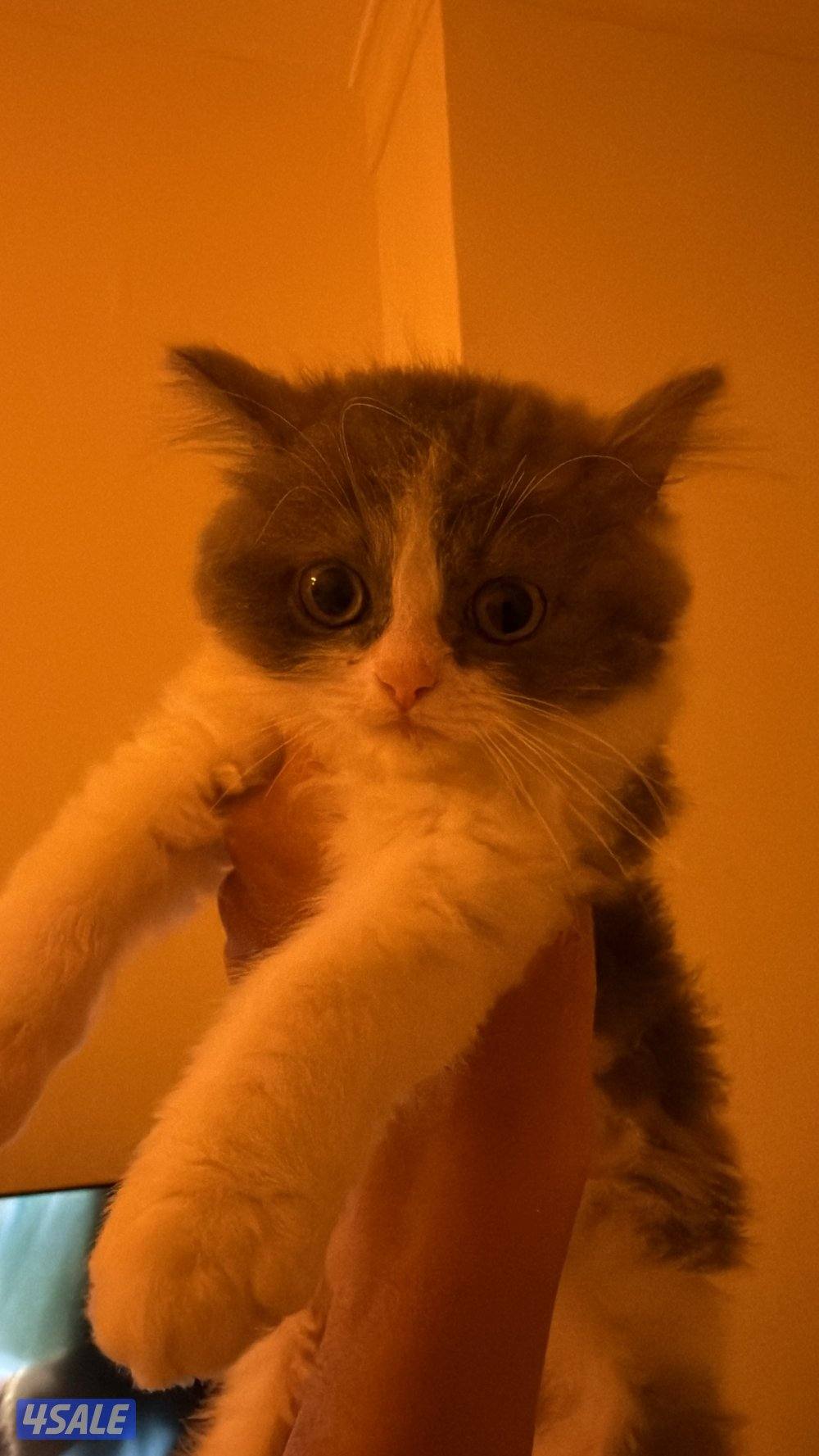 قط مو للتبني ذكر مو مطعم عمره بيوصل شهر0