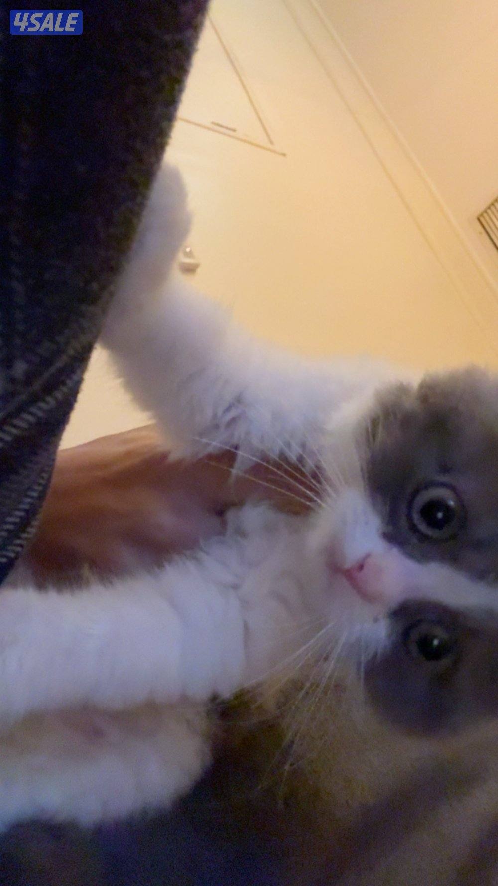 قط مو للتبني ذكر مو مطعم عمره بيوصل شهر2