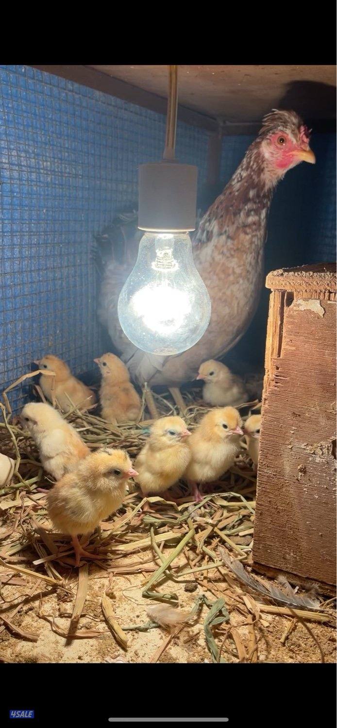 للبيع دجاجه مع فروخها0