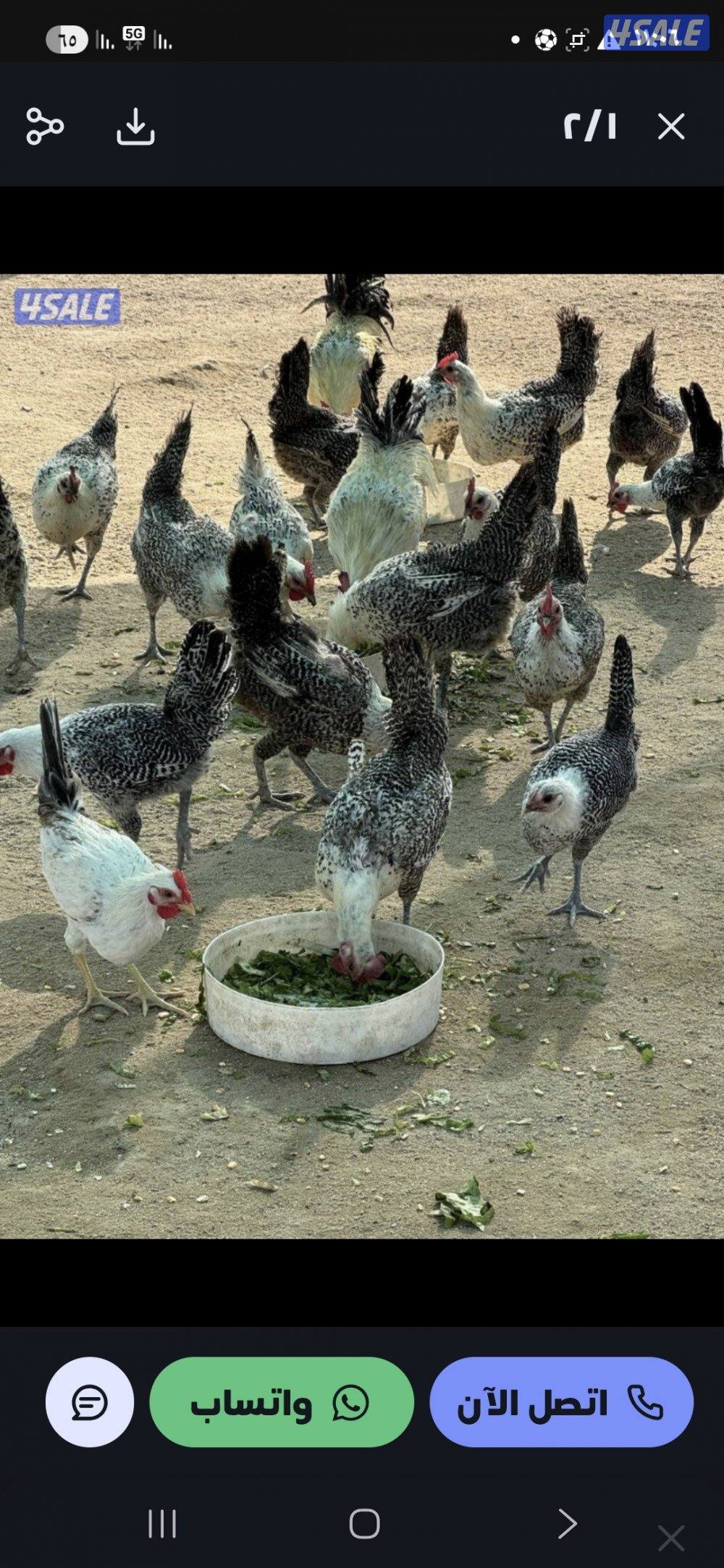 دجاج فيومي العمر شهرين السعر ٧٥٠ دجاجه والديك ٥٠٠ واذا جمله مانقدر0