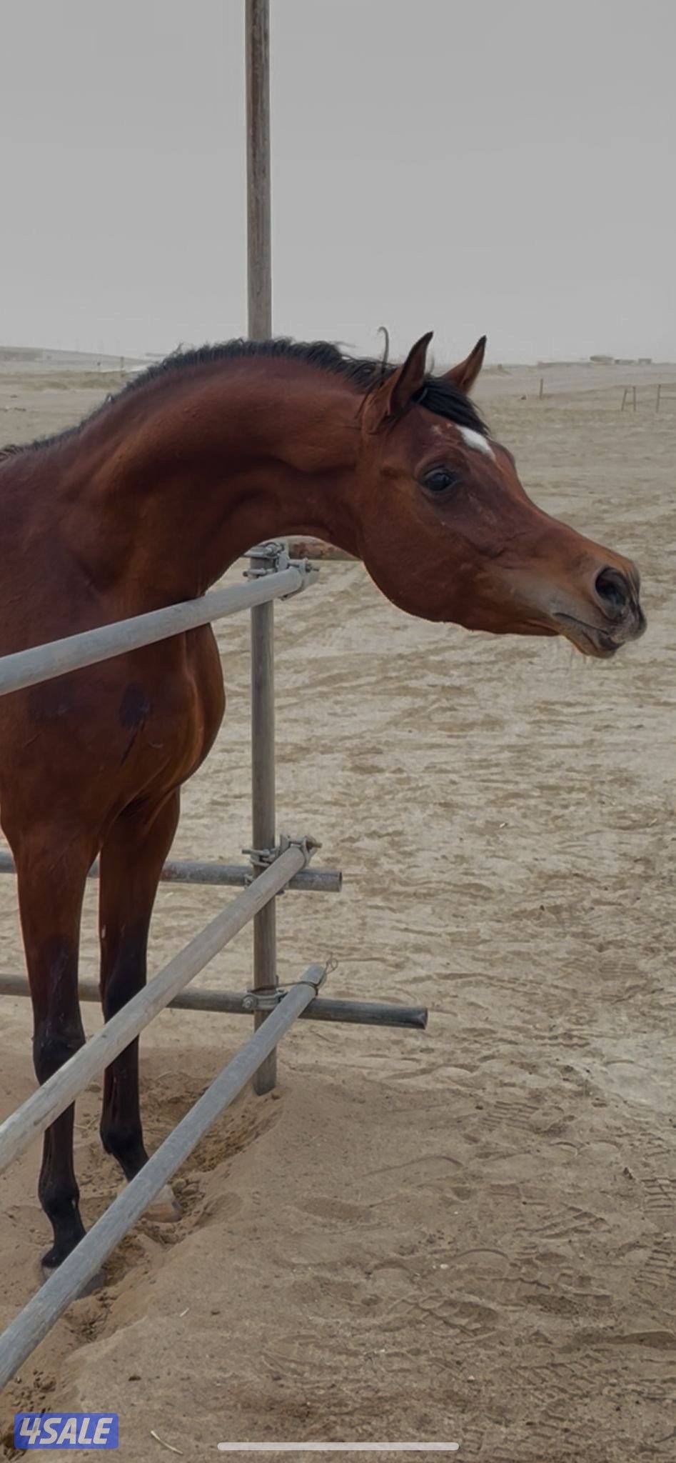 بولش شرط السلم0