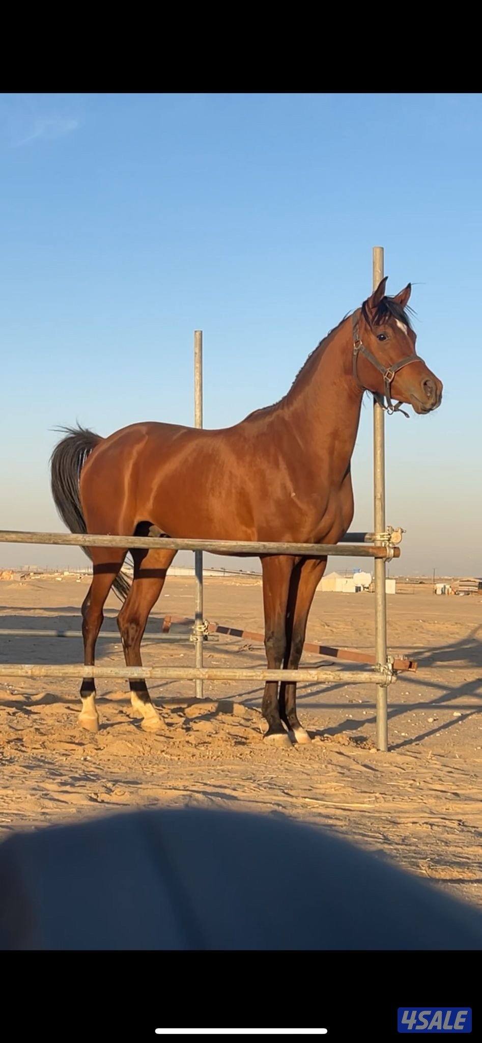 بولش شرط السلم3