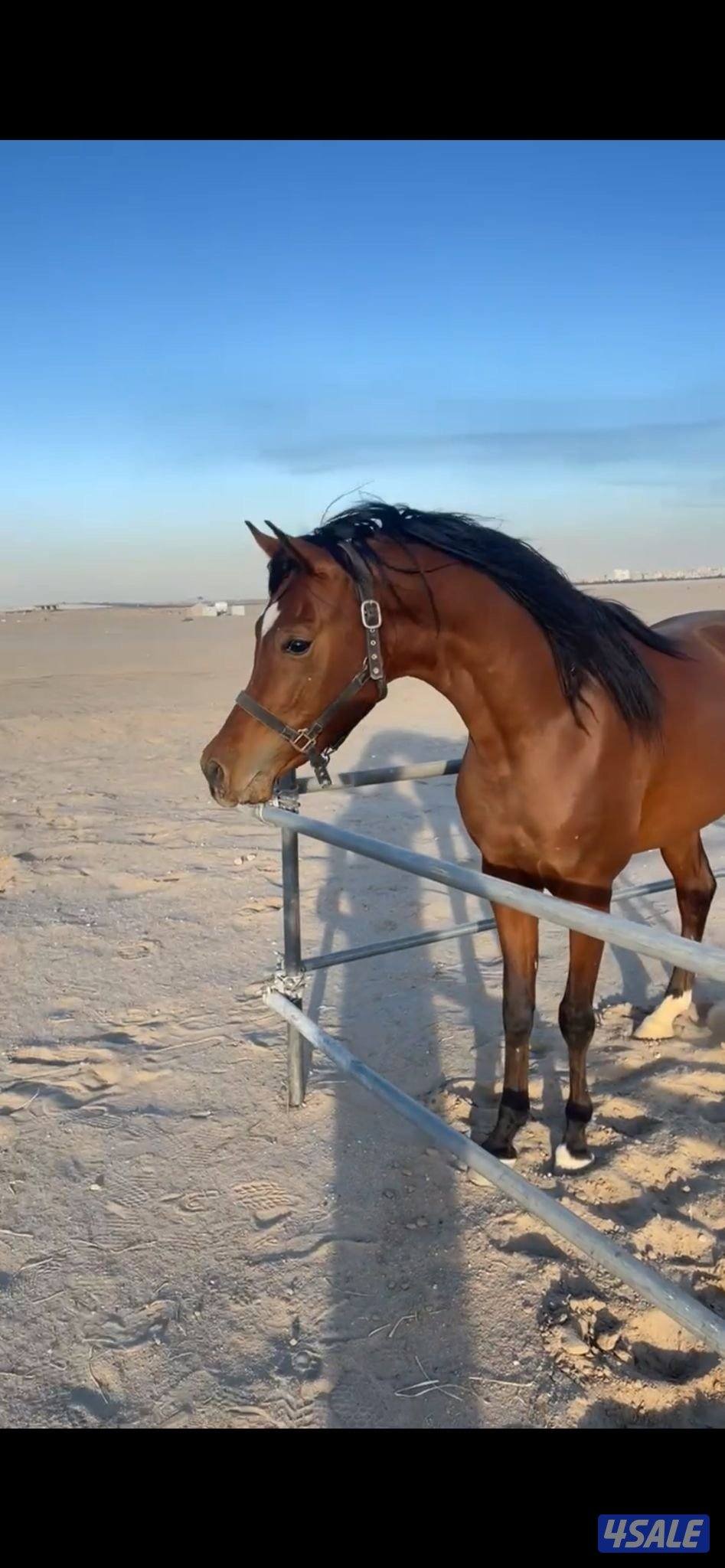 بولش شرط السلم5